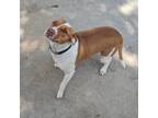 Adopt Piddie a Tan/Yellow/Fawn Mixed Breed (Medium) / Mixed dog in Jefferson