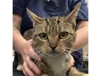 Adopt Morticia a Brown Tabby Domestic Shorthair / Mixed cat in Wilmington