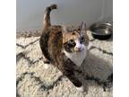 Adopt Cali a Calico or Dilute Calico Domestic Shorthair / Mixed cat in