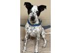 Adopt Tug a White Australian Cattle Dog / Mixed dog in Rio Rancho, NM (38693808)