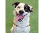 Adopt Levi a White - with Black Australian Cattle Dog / Mixed dog in Burlingame