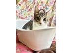 Adopt James a Brown Tabby Domestic Mediumhair (medium coat) cat in Olympia