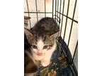 Adopt Adrian-kitten a Brown Tabby Domestic Shorthair / Mixed (short coat) cat in