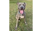 Adopt Sergeant a Gray/Blue/Silver/Salt & Pepper Mixed Breed (Large) / Mixed dog