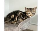 Adopt Mickey a Brown or Chocolate Domestic Shorthair / Mixed (short coat) cat in