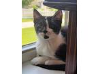 Adopt Sitar a Domestic Shorthair / Mixed cat in Camden, SC (38715293)