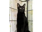 Adopt Oolong a All Black Domestic Shorthair / Domestic Shorthair / Mixed cat in