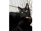 Adopt Earl grey a All Black Domestic Shorthair / Domestic Shorthair / Mixed cat