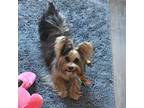 Yorkshire Terrier Puppy for sale in Pensacola, FL, USA