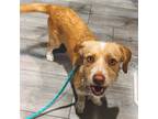 Adopt Sasha a Mixed Breed (Medium) / Mixed dog in Rancho Santa Fe, CA (38717698)