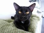 Adopt Dahlia a Domestic Shorthair / Mixed cat in Lexington, KY (38717246)
