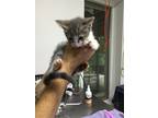 Adopt Madison a Gray or Blue (Mostly) Domestic Shorthair / Mixed cat in