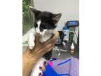 Adopt Trenton a Black & White or Tuxedo Domestic Shorthair / Mixed cat in