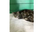 Adopt L.A. a Domestic Shorthair / Mixed cat in Franklin, NC (38716475)