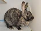 Adopt Boardwalk a Multi Rex / Mixed rabbit in Millersville, MD (38716623)