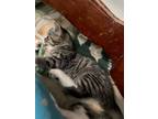 Adopt Minnie a Brown Tabby Domestic Shorthair / Mixed (short coat) cat in