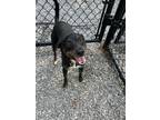 Adopt Jake a Black Mixed Breed (Small) / Mixed dog in Sylva, NC (38716005)