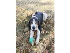 Adopt ELVIS a Tricolor (Tan/Brown & Black & White) Foxhound / Mixed dog in