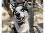 Adopt Preston (Husky) a Husky / Mixed dog in Uwchlan, PA (38715536)