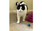 Adopt Swenson a Black & White or Tuxedo Domestic Shorthair / Mixed cat in Salt