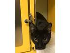 Adopt Olivia a All Black Domestic Shorthair / Mixed cat in Mountain Home