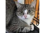 Adopt Hayden a Domestic Shorthair / Mixed cat in Rocky Mount, VA (38714687)