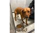 Adopt Salvador a Hound (Unknown Type) / Mixed dog in Oak Ridge, TN (38708126)