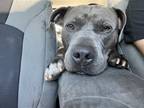 Adopt Buddy a Gray/Silver/Salt & Pepper - with White American Staffordshire