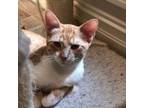 Adopt Ollie a Orange or Red Domestic Shorthair / Mixed cat in Monroe