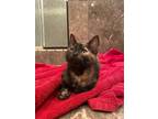 Adopt Lola a Tortoiseshell Domestic Shorthair / Mixed (short coat) cat in Los