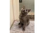 Adopt Smoky a Gray or Blue Domestic Shorthair / Mixed (short coat) cat in Los