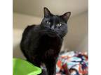 Adopt Yoshi a All Black Domestic Shorthair / Mixed cat in Great Falls
