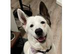 Adopt Kiki #happy-go-lucky a White - with Brown or Chocolate Akita / Mixed dog