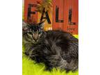 Adopt Dealer a Domestic Mediumhair (long coat) cat in Calimesa, CA (38704728)