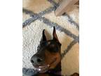 Adopt Charlie a Doberman Pinscher / Mixed dog in Chico, CA (38711989)