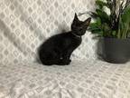 Adopt Front Lobby #12 / *Stevie a Domestic Shorthair / Mixed cat in Pomona
