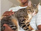 Adopt simba a Brown Tabby Domestic Shorthair / Mixed (short coat) cat in