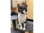 Adopt Montana a Domestic Shorthair / Mixed cat in Camden, SC (38712508)