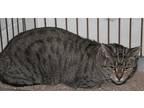 Adopt Mirabel (Spayed/ComboTested) a Brown Tabby Domestic Shorthair (short coat)
