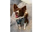 Adopt Calliope a Border Collie / Mixed dog in Burlington, NC (38705911)
