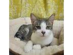 Adopt Fruitcake (bonded w/ Diamond) a Gray or Blue (Mostly) Domestic Shorthair /