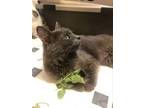 Adopt Lady Capulet (GD) a Gray or Blue (Mostly) Domestic Longhair / Mixed (long