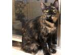 Adopt Rosalind (GD) a Domestic Shorthair / Mixed (short coat) cat in Napa