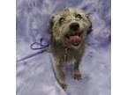 Adopt SAMMY a Gray/Silver/Salt & Pepper - with Black Poodle (Standard) / Terrier