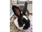 Adopt Aioli @ PetCo a Black American / Other/Unknown / Mixed rabbit in Lewiston
