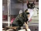 Adopt Princess a Domestic Shorthair / Mixed cat in Salt Spring Island