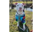 Adopt Mason a White - with Black American Pit Bull Terrier / American