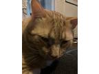 Adopt Garfield a Tan or Fawn Tabby / Mixed (medium coat) cat in Harrisburg
