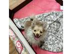 Pomeranian Puppy for sale in Champlain, NY, USA