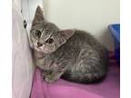 Adopt Eileen a Domestic Shorthair / Mixed cat in Sheboygan, WI (38708978)